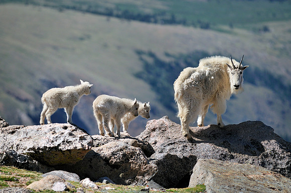 Mountain Goats