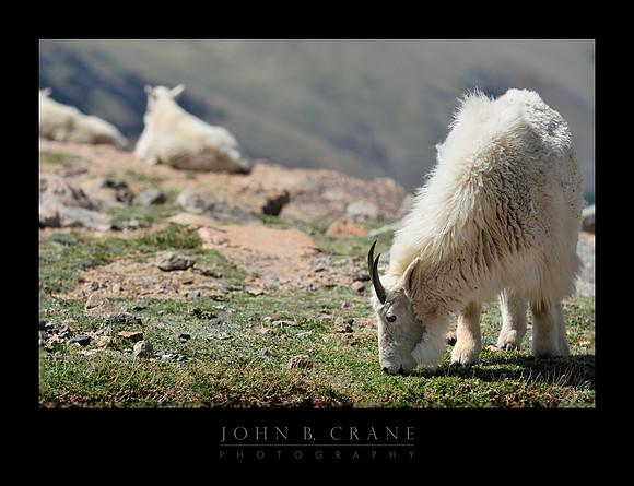 Mountain Goat, Mount Evans, Colorado