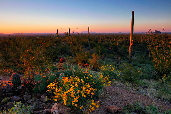 Sagurao National Park, Arizona