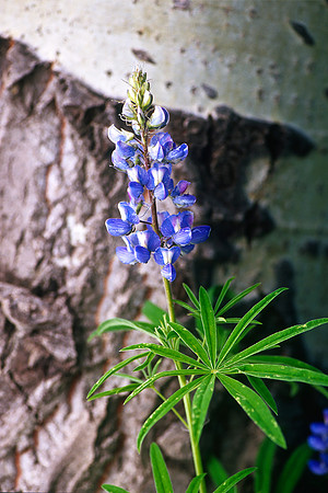 Lupine, Kebler Pass, Colorado