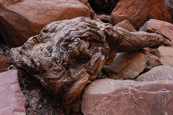 Ancient Stranded Log, Zion National Park