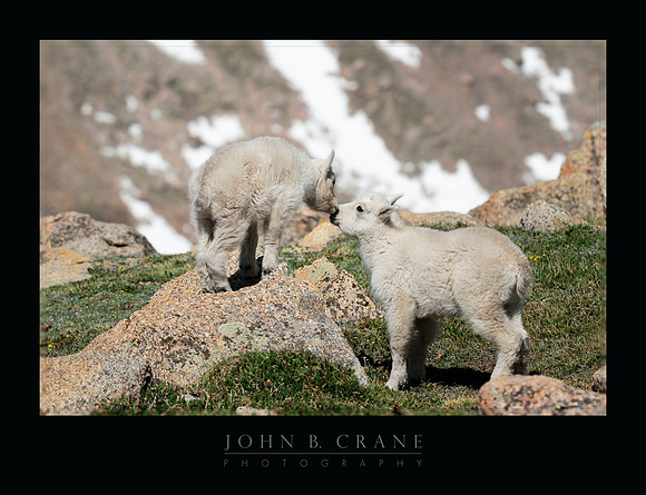 Mountain Goat, Mount Evans, Colorado