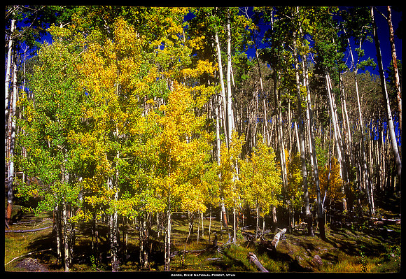 Dixie National Forest, Utah