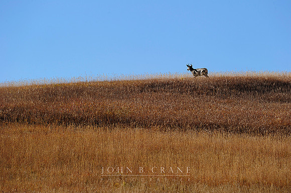 Buck, Routt County (2010)