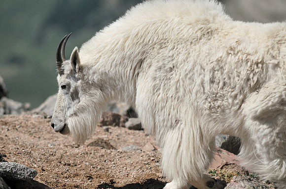 MountainGoat_374_2008_LZW