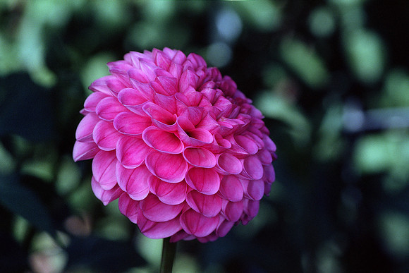 Tahoma Sarah, Mini Dahlia, Fort Collins, Colorado (2014)