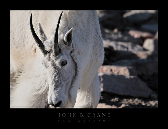 Mountain King, Mount Evans, Colorado