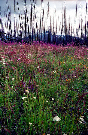 Fireweed, Yukon Territory