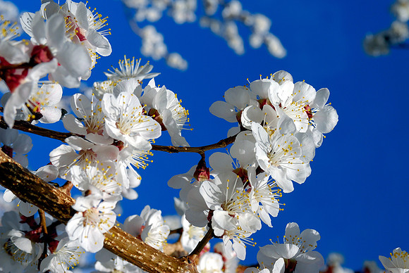 Cherry Blossoms No3, Capitol Reef National Park