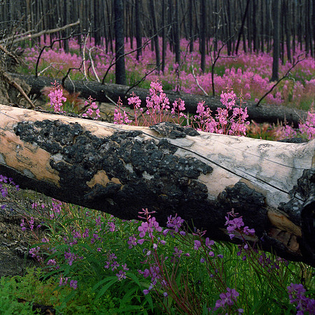 Fireweed, Yukon Territory