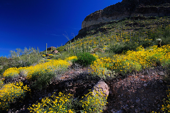 Organ Pipe Cactus National Park