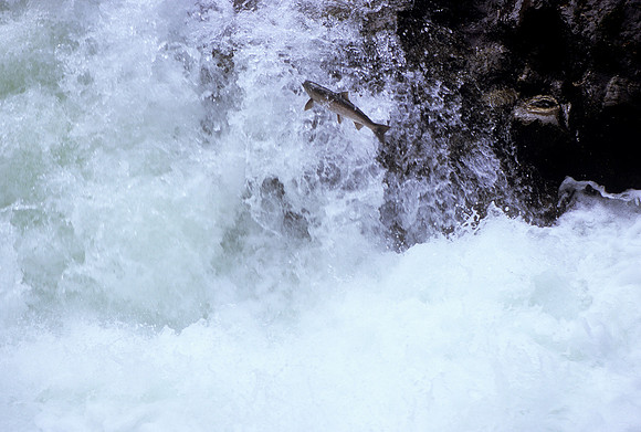Salmon Cascades, Olympic National Park, Washington