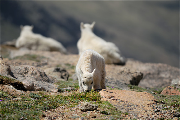 Mountain Goats