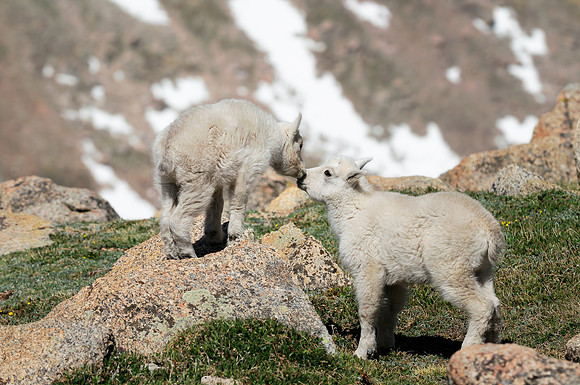 Mountain Goats