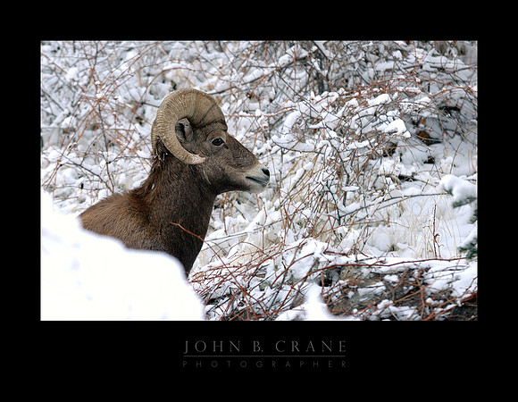 Big Horn, St. Vrain Canyon, No.2