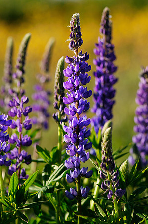 Lupine, Lake Tahoe