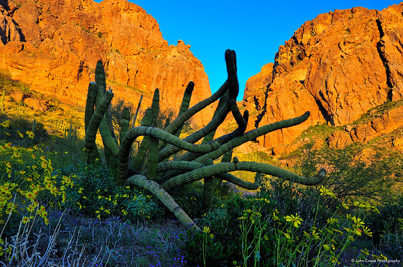 Organ Pipe Cactus National Monument, Arizona