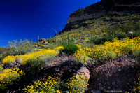 Organ Pipe Cactus National Monument, Arizona