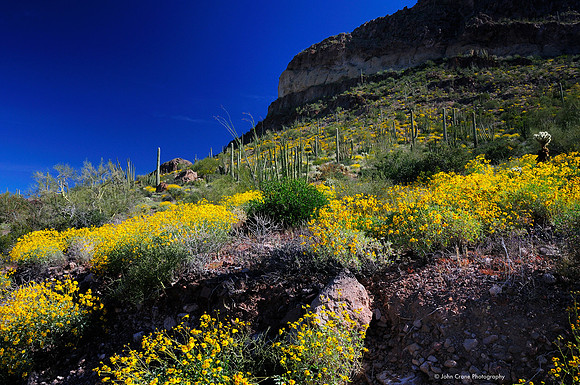 Organ Pipe Cactus National Monument, Arizona