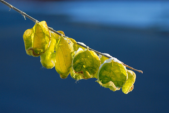 April Snow & Leaves, Fort Collins, Colorado