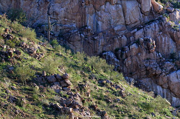 Saguaro National Park