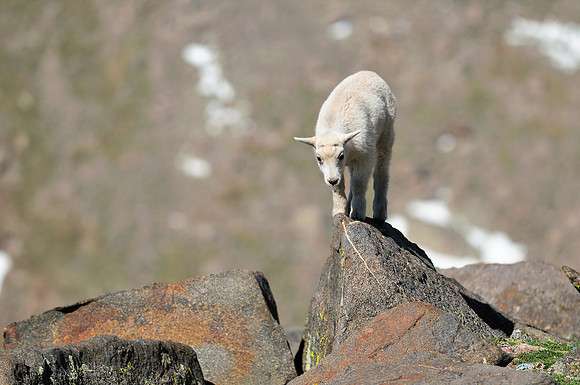Mountain Goats