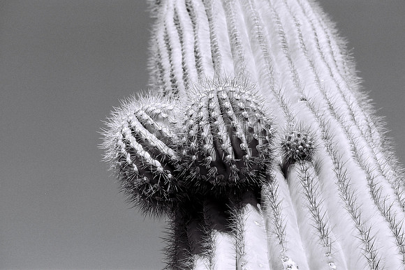 Organ Pipe Cactus National Park, Arizona (2008)
