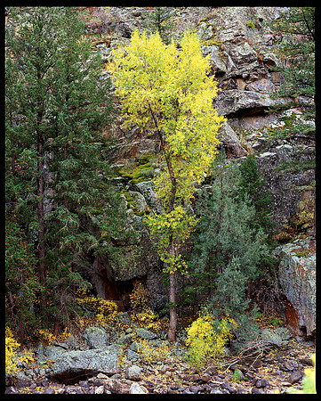 Aspen, Cache la Poudre Canyon, Colorado (2009)