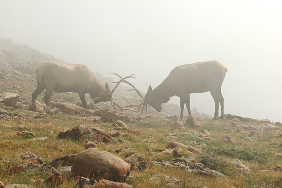 Elk in the Clouds, , Rocky Mountain National Park, Colorado