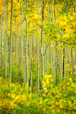 Aspen Forest, Independence Pass, near Aspen, Colorado