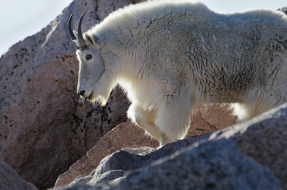 Mountain Goats