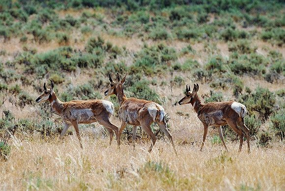 Pronghorn