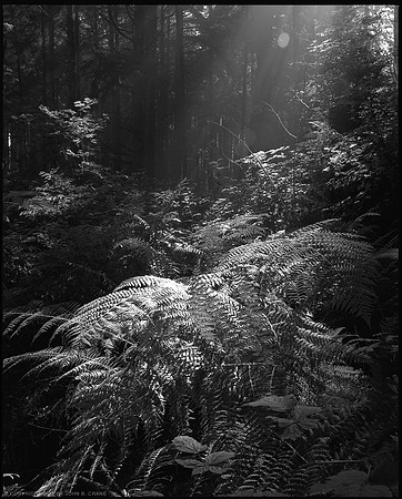 Forest Light, no.10, Olympic National Park, 2011