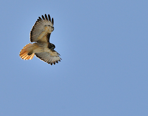 The Windhover, Mesa Verde National Park