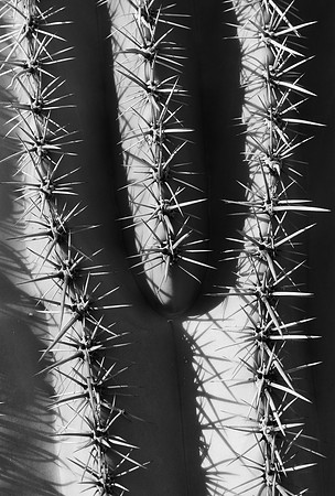 Saguaro Cactus