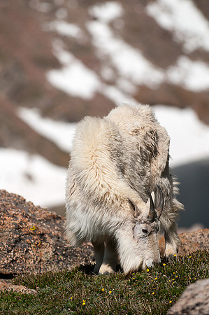 MountEvans_478MountainGoats