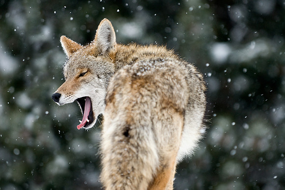 Coyote