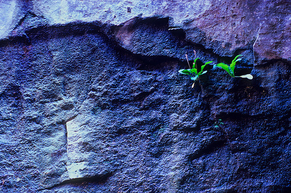 Weeds growing from Canyon Wall, Zion National Park