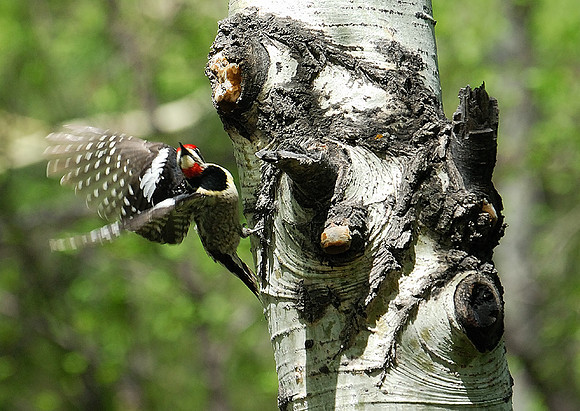 Lift Off, Allenspark, Colorado
