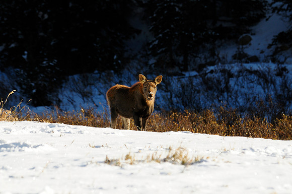 Moose, Cameron Pass, Colorado