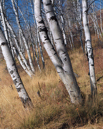 Routt County, Colorado