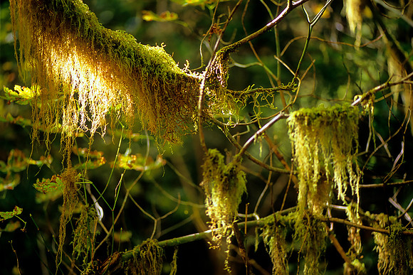 Olympic National Park, Washington (2011)