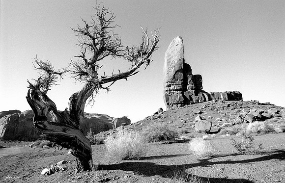 The Thumb & Tree, Monument Valley