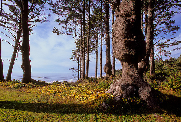 South Beach, Olympic National Park, Washington (2011)