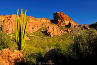 Organ pipe cactus