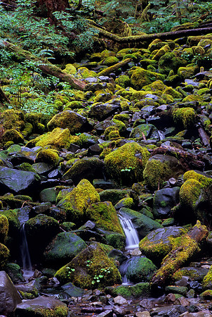 Sol Duc Falls trail, Olympic National Park, Washington