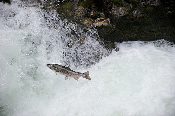 Salmon Cascades Overlook on the Sol Duc River, Olympic National Park, 2011