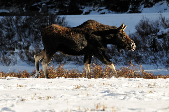 Moose, Cameron Pass, Colorado