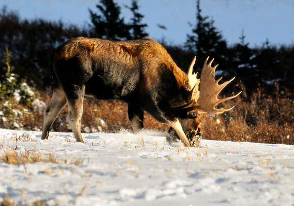 Bull Moose, No.2