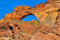 ORGAN PIPE CACTUS